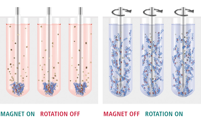 Magnetic Beads for nucleic acid purification