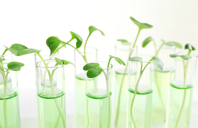 Automated DNA Extraction from plants