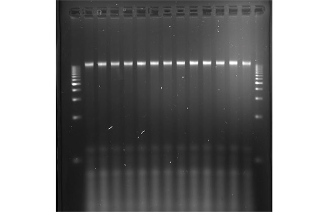 Automated nucleic acid extraction from chickpea seed sample