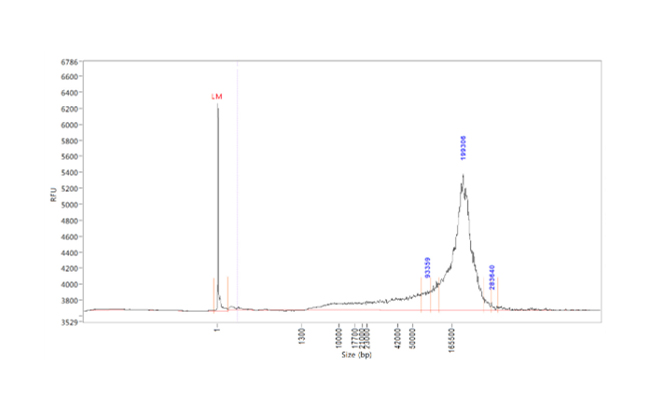 Long Read Sequencing